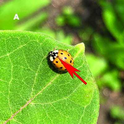 Fig. 09A: Photograph of an adult multi-colored Asian lady beetle.